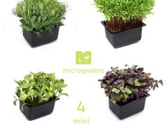 Ce vrei tu, microplante (microgreens), superfood